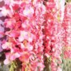 WOODZONE-ARTIFICIAL WISTERIA VINE HANGING FLOWER STRINGS-PINK